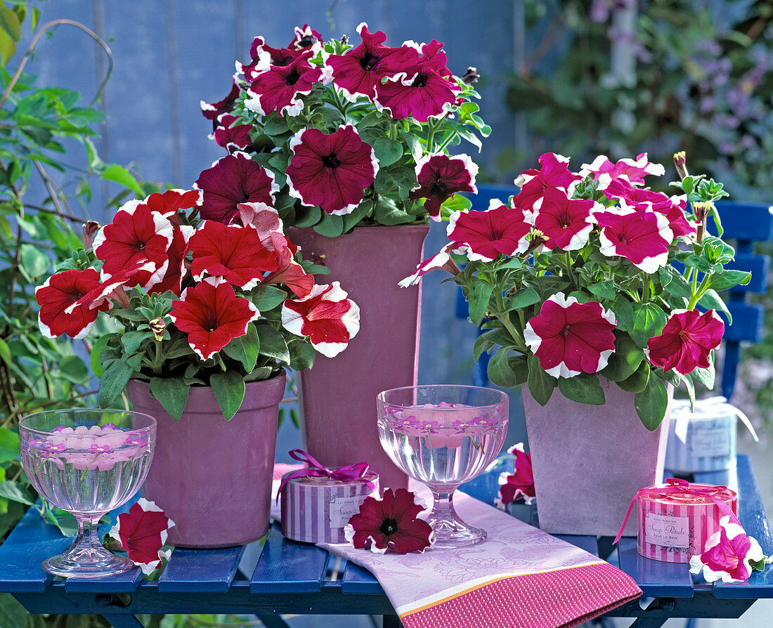 Petunia grandiflora 'Dreams' / Petunien, Eispokale aus Glas