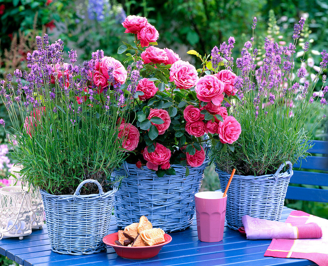 Rosa 'Leonardo Da Vinci' (Rose), Lavandula 'Munstead'