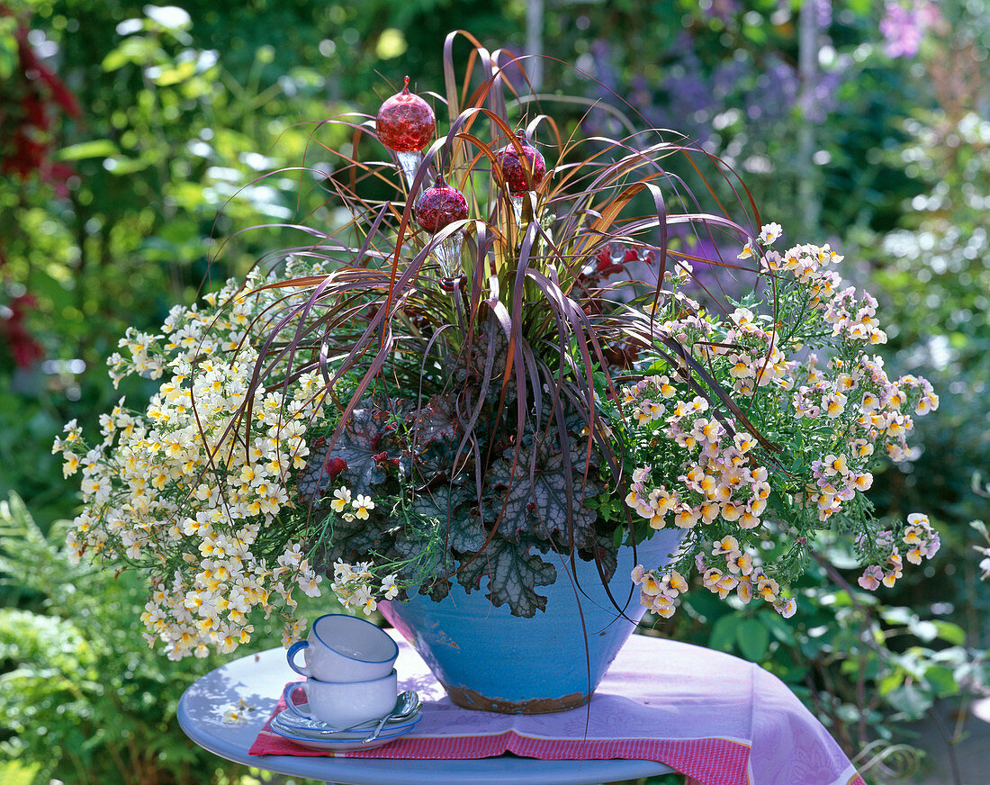 Nemesia Sunsatia 'Peach', 'Pineapple' / Elfenspiegel, Heuchera