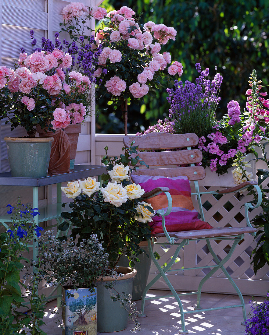 Rosa 'Ambiente', 'Bonica' / Rosen, Lavandula 'Munstead'