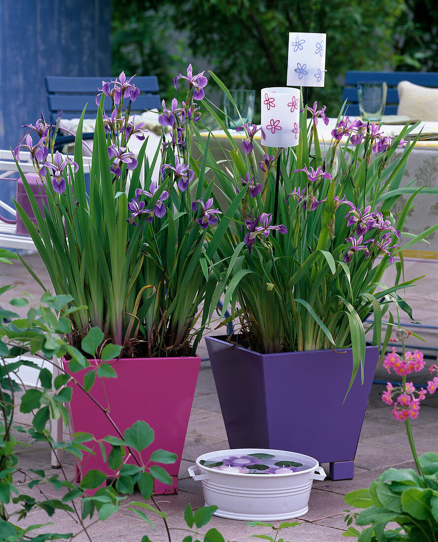 Iris laevigata / Sumpfiris in Blechtöpfen, Primula japonica