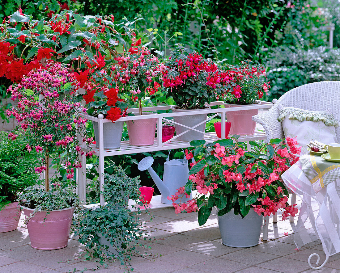 Begonia 'Dragon Wing', 'Illumination', 'Nonstop' (Begonia)