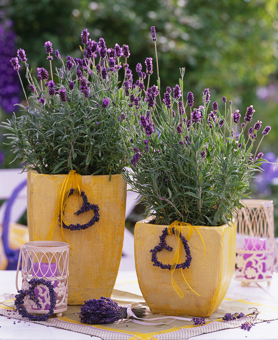Lavandula 'Dwarf Blue' lavender in yellow pots, lavender hearts