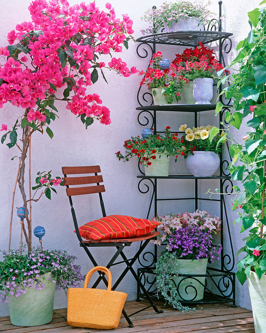 Bougainvillea, Lobelia / Männertreu, Nicotiana Tuxedo 'Red'