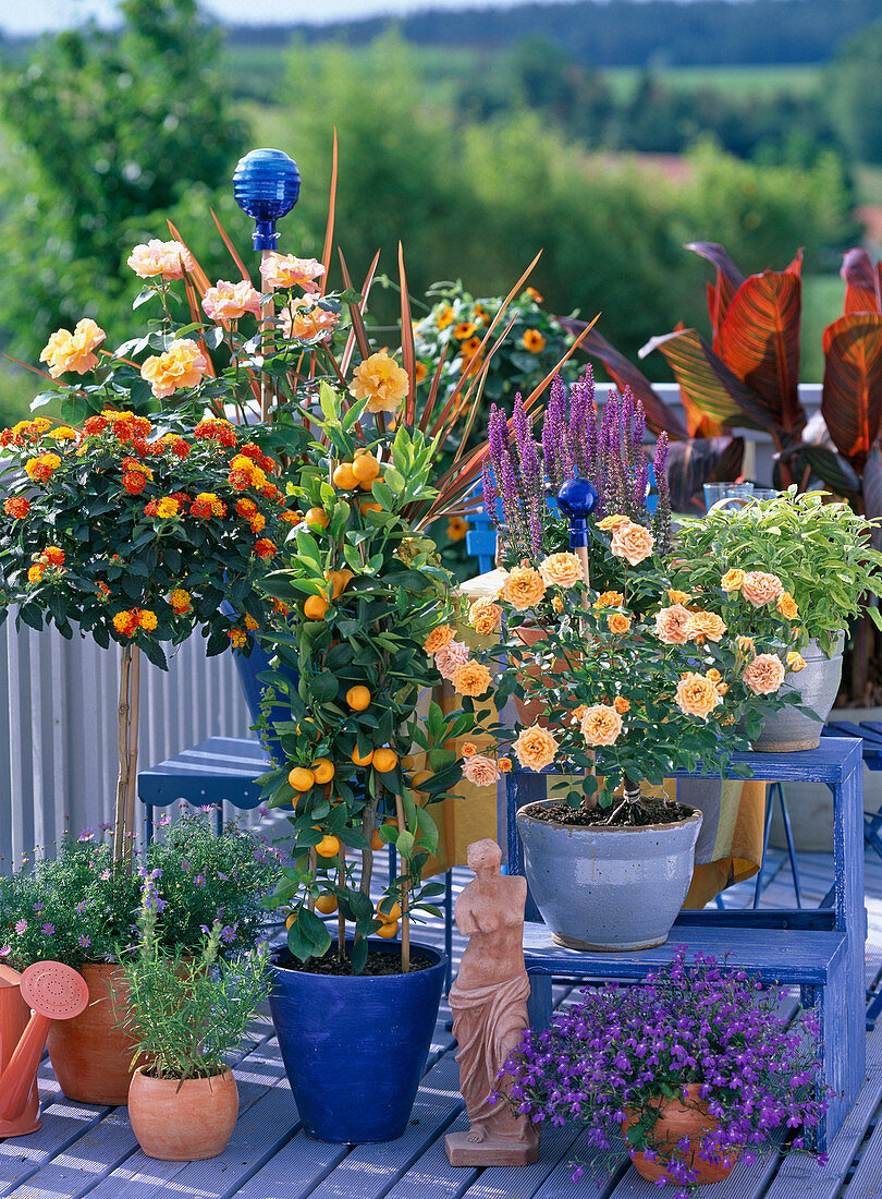 Lantana / Wandelröschen, Citrus mitis / Calamondinorange, Rosa