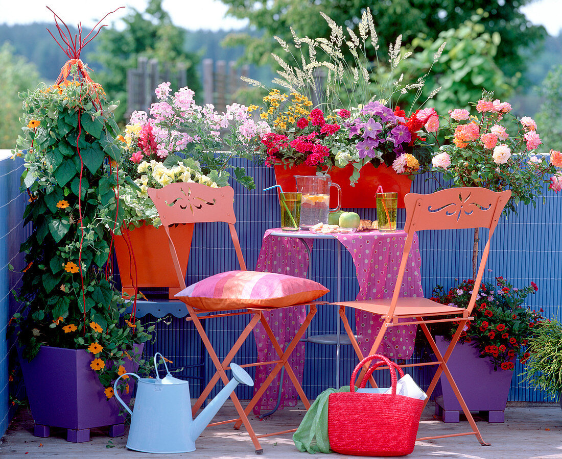 Thunbergia (Black-eyed Susanne), Rosa, Petunia