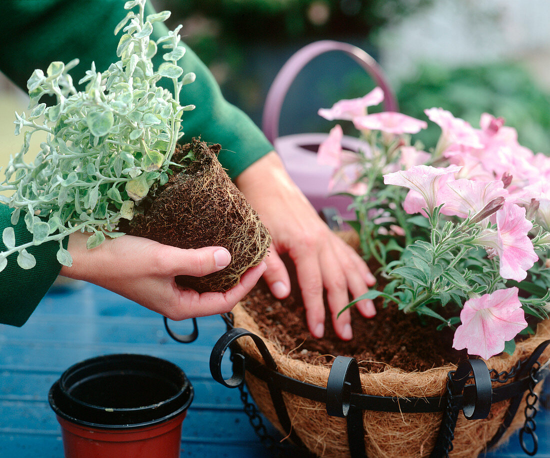 Hanging Basket: 3/5