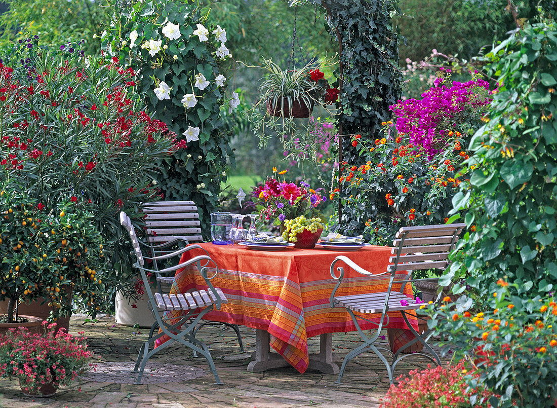 Nerium oleander / Oleander, Citrus fortunella / Kumquat