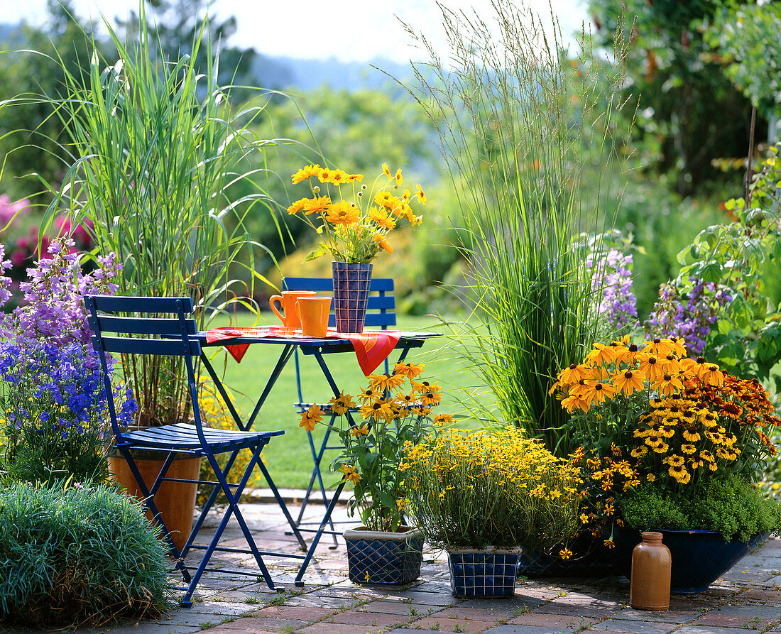 Rudbeckia hirta / Sonnenhut, Miscanthus / Chinaschilf