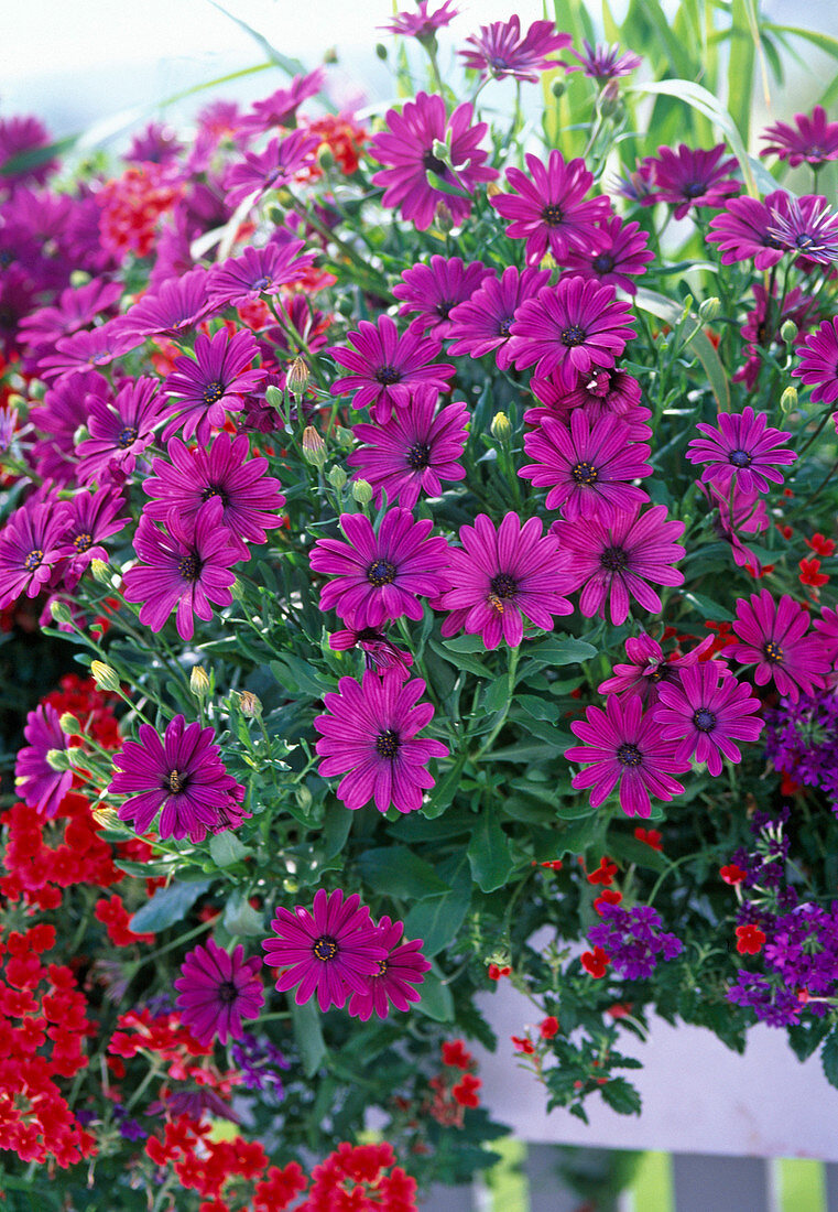 Osteospermum ecklonis