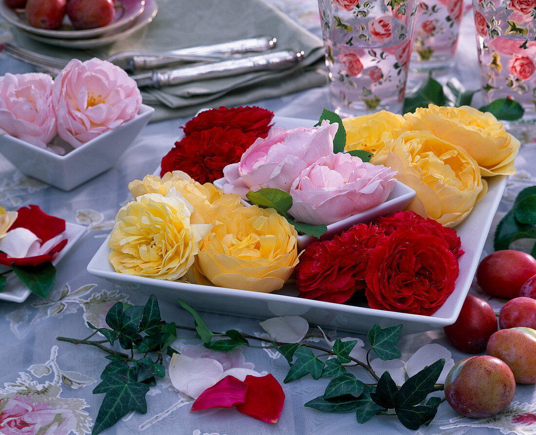 Rose (English scent rose) in square bowls