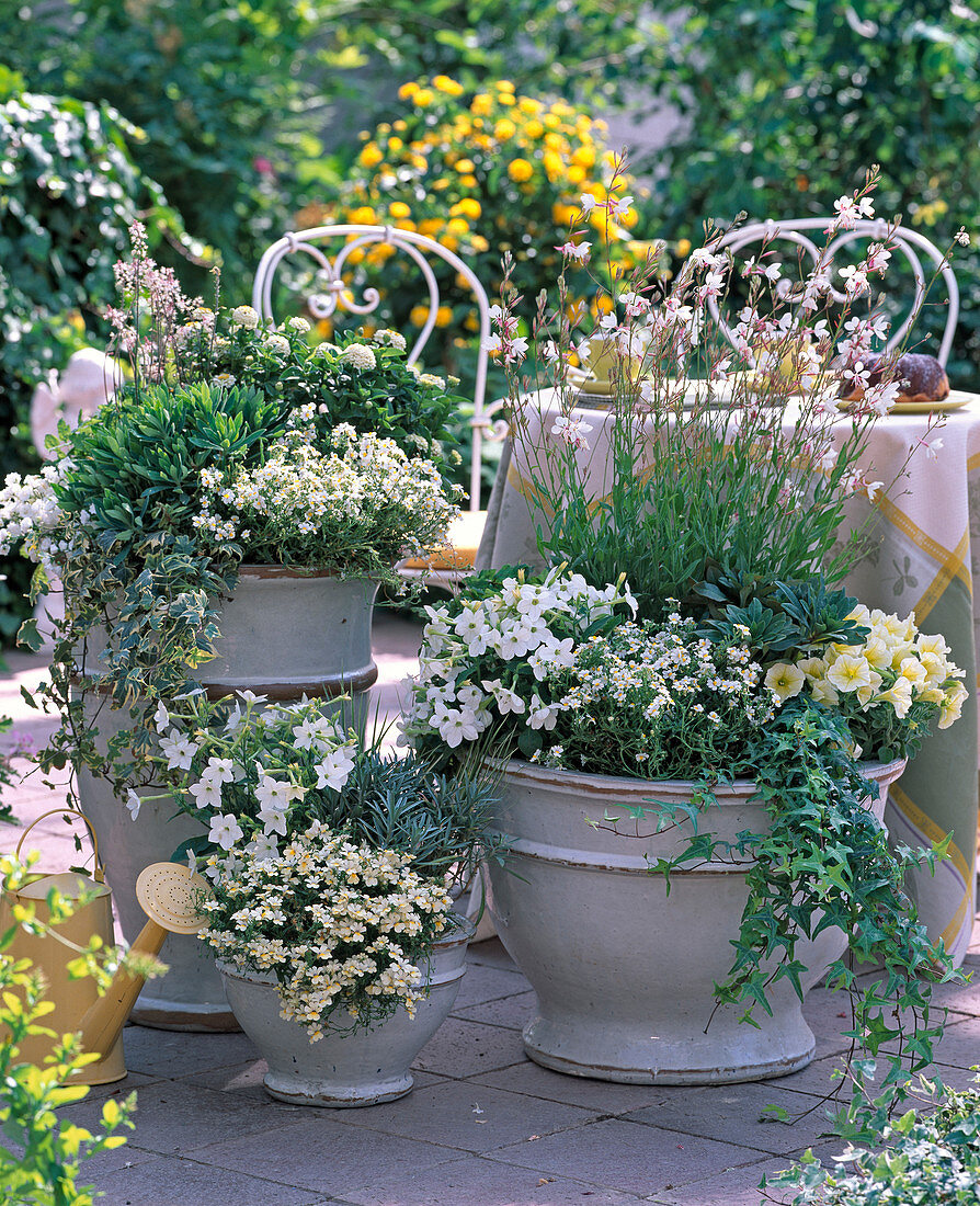 Sommerlust: Nemesia 'Coconut' - 'Pineapple' / Elfenspiegel, Nicotiana