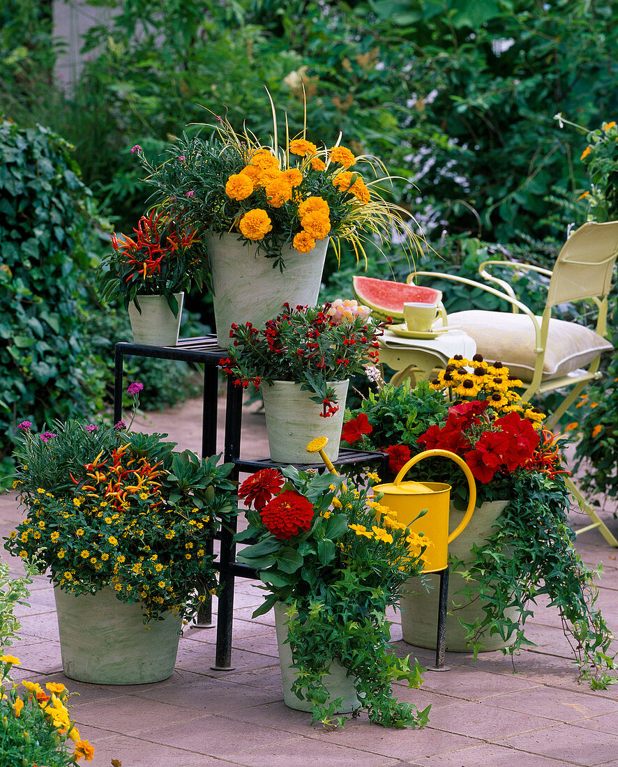 Tagetes / Studentenblumen, Rudbeckia / Sonnenhut