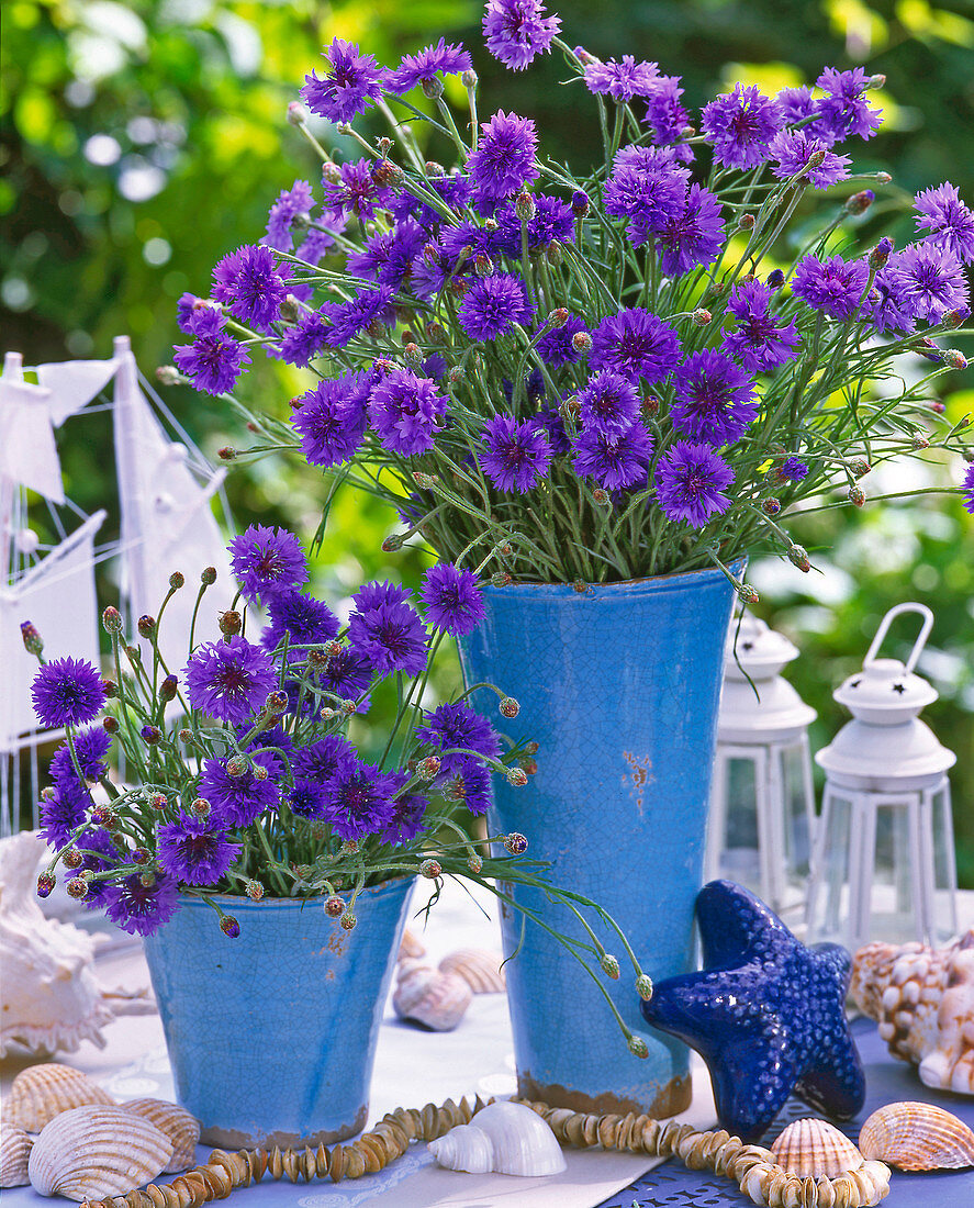 Centaurea cyanus / Kornblumen maritim in blauen Vasen