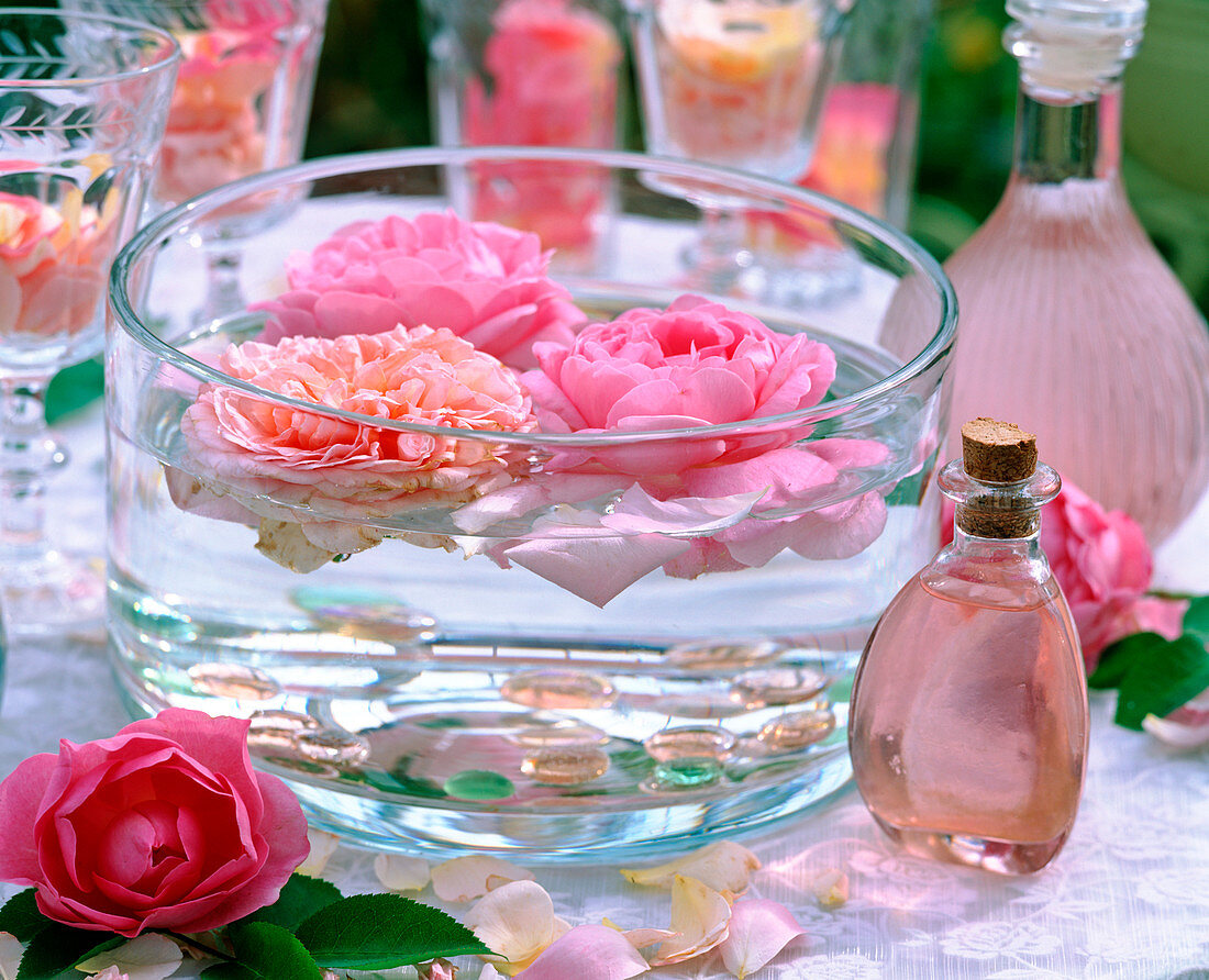 Rosa 'Mary Rose', 'Charles Austin' (English fragrance rose)