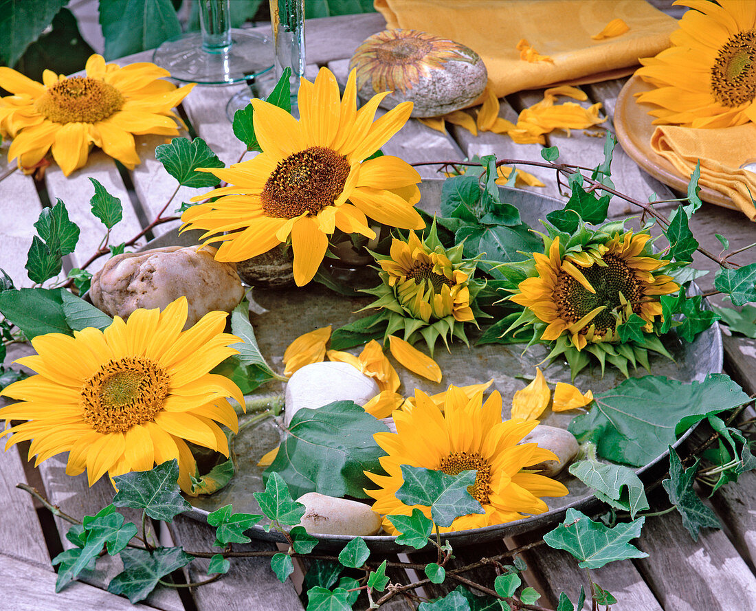 Tin bowl with Helianthus annuus (sunflower)