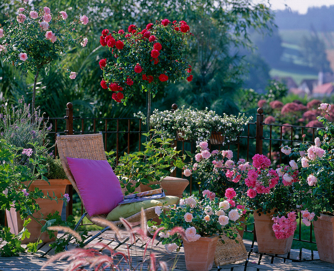 Rosa 'Bonica' - Heidefeuer' - 'Mirato' - Bordure Nacree'