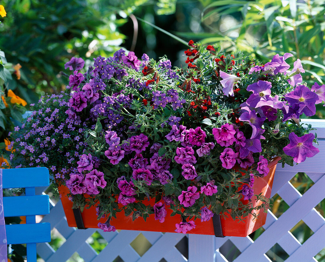 Petunia 'Pink Star' - 'Dreams Sky Blue' / Petunien