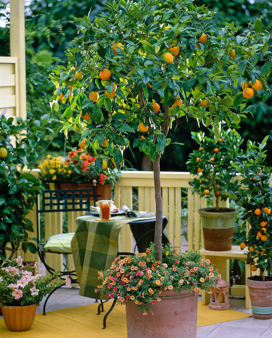 Citrus sinensis (orange tree)