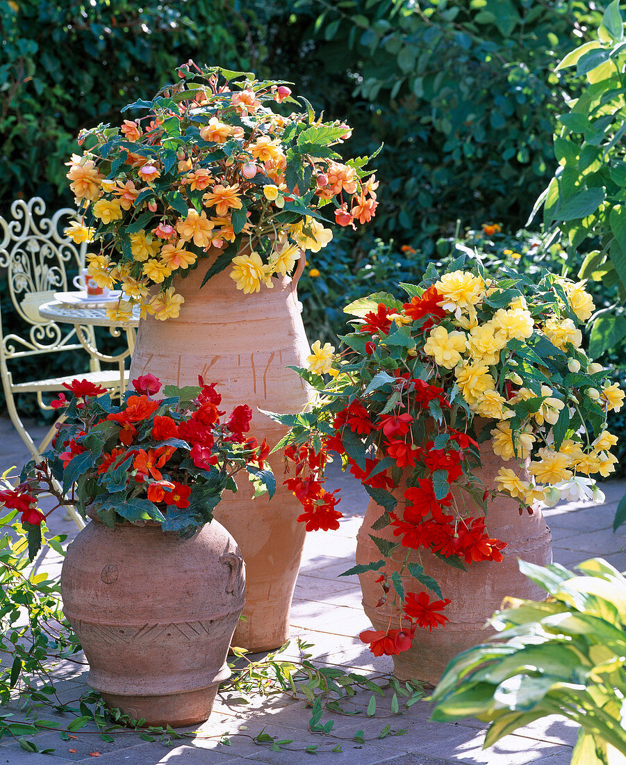 Begonia 'Illumination'/ Girlandenbegonien gelb, hellrot, apricot