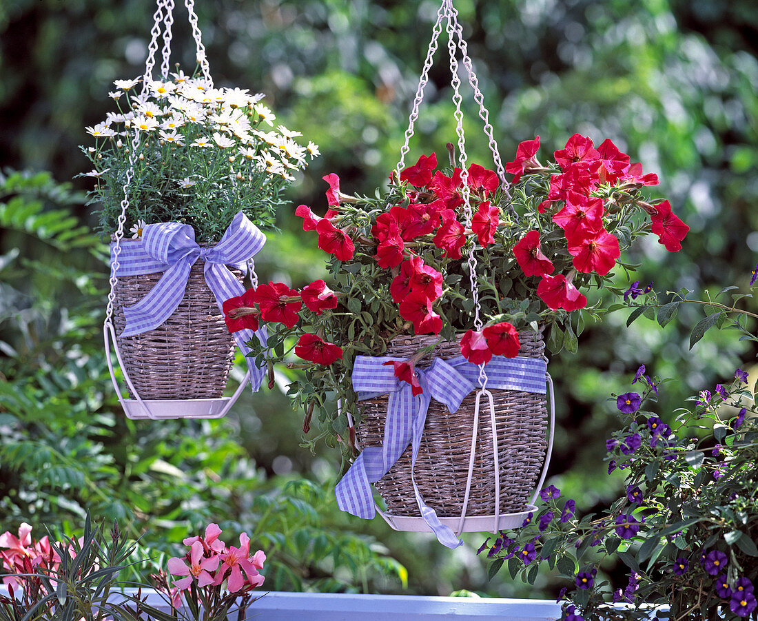 Petunia 'Dreams Red' (petunia)