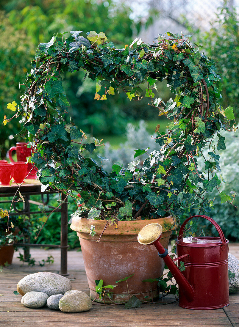 Hedera (ivy) heart in terracotta pot