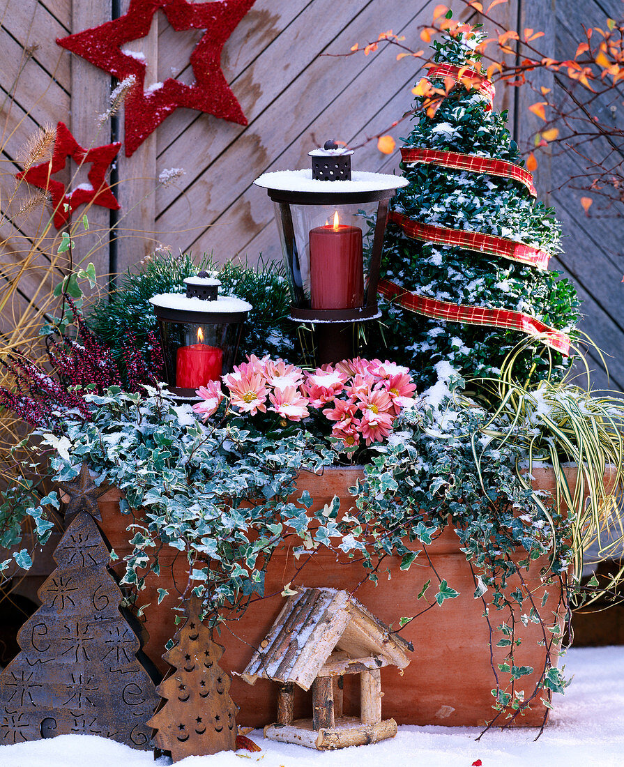 Buxus / Buchspyraminde, Pinus / Zwergkiefer, Calluna / Heide, Chrysanthemum, Hed