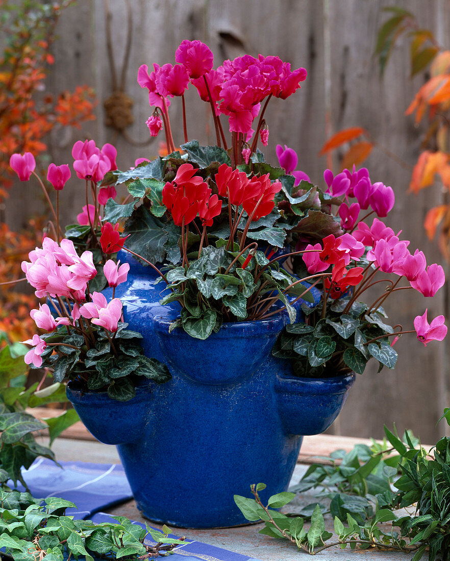 Cyclamen / Alpenveilchen im blauen Erdbeertopf (Taschenamphore), Hedera / Efeu