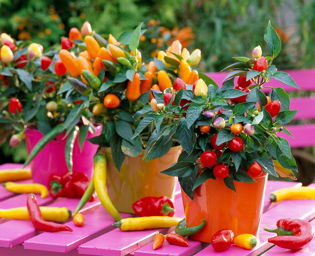 Capsicum annuum ornamental peppers and hot peppers, colorful plastic pots, pink table