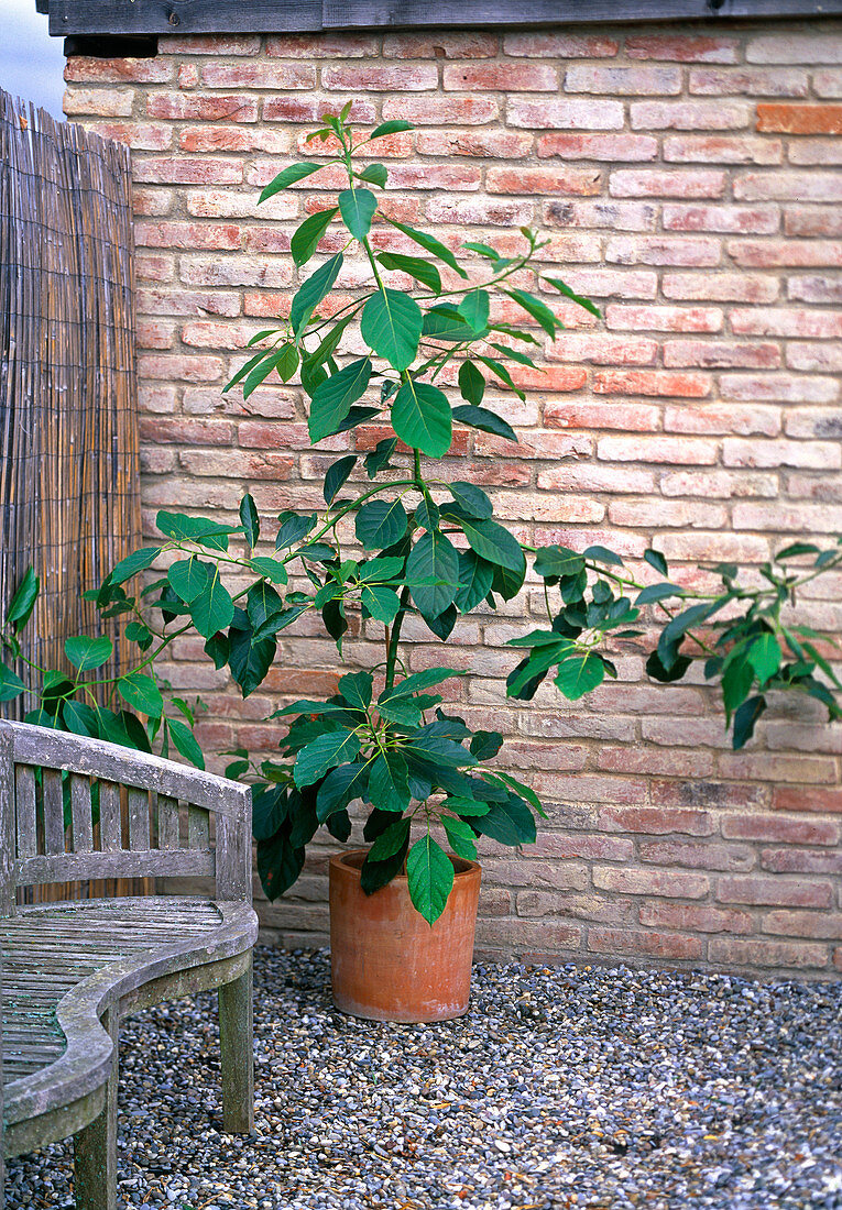 Persea americana (homegrown avocado)