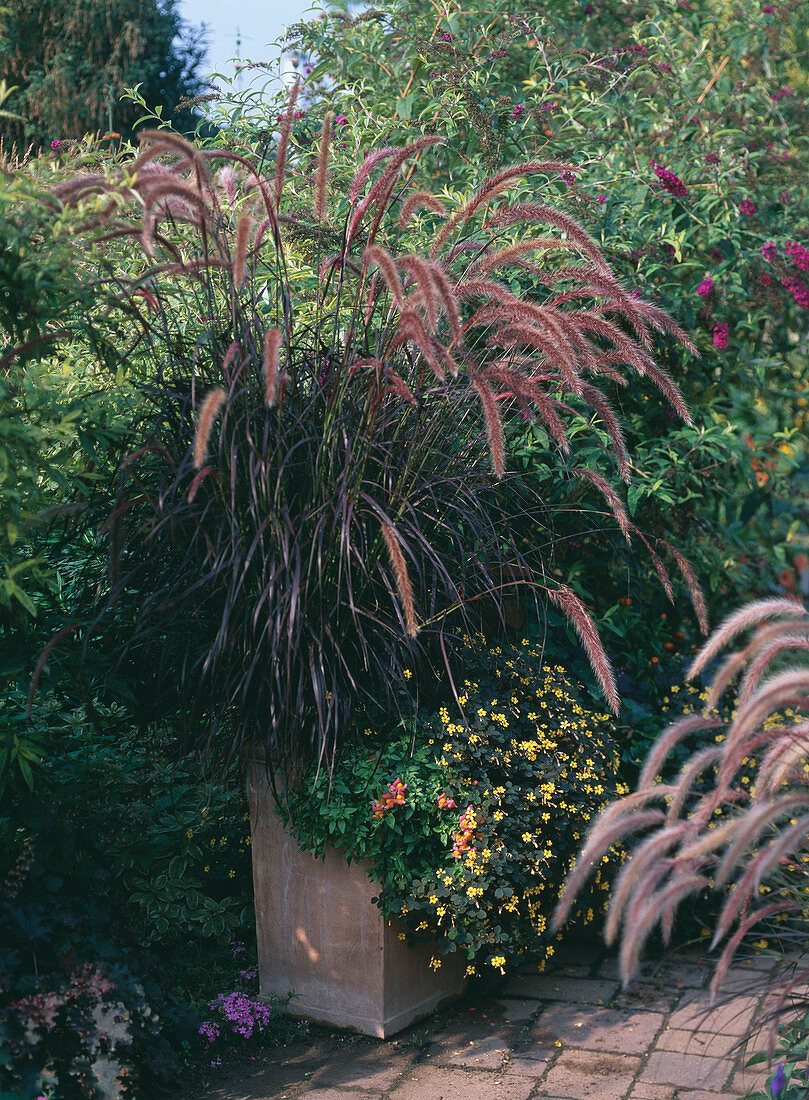 Pennisetum 'Rubrum' (red feathered grass)
