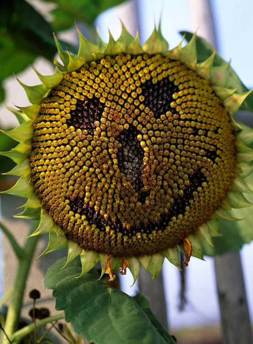 Helianthus annuus (sunflower) with face