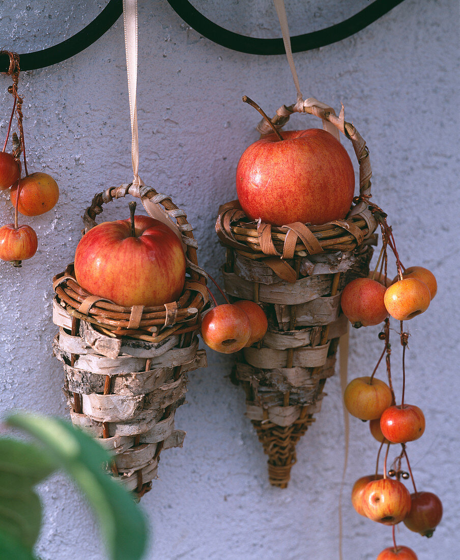 Malus (apple, ornamental apple), hanging baskets with birch bark