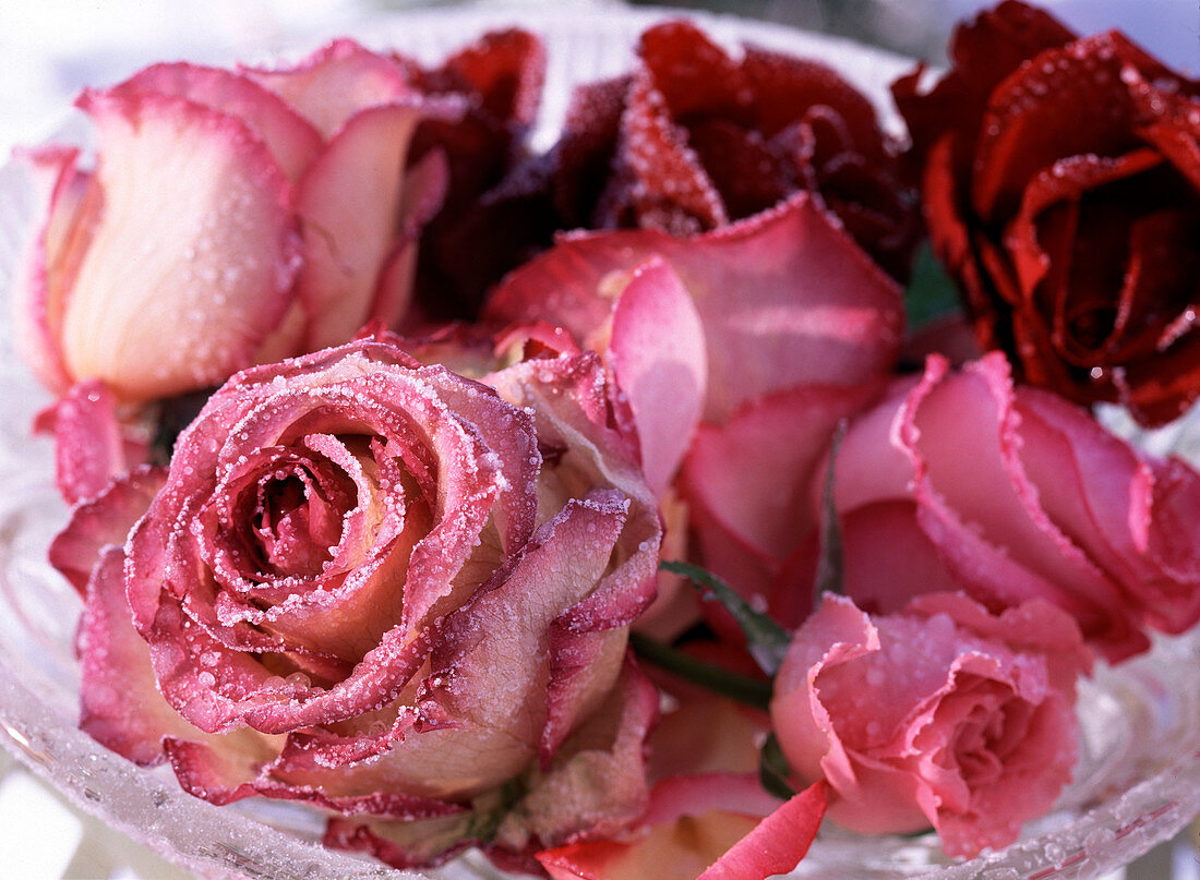 Rosa / Rosenblüten weiß-rosa und rot im Rauhreif