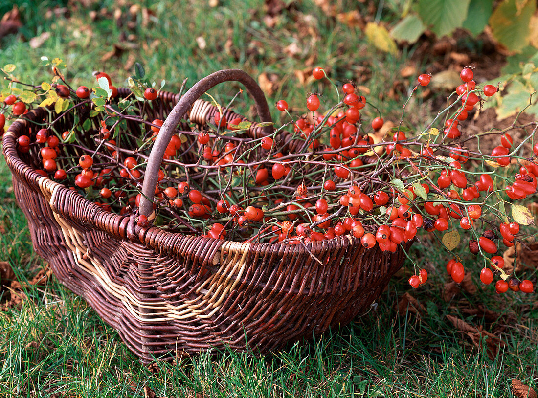Rosa canina (rosehips in the basket)