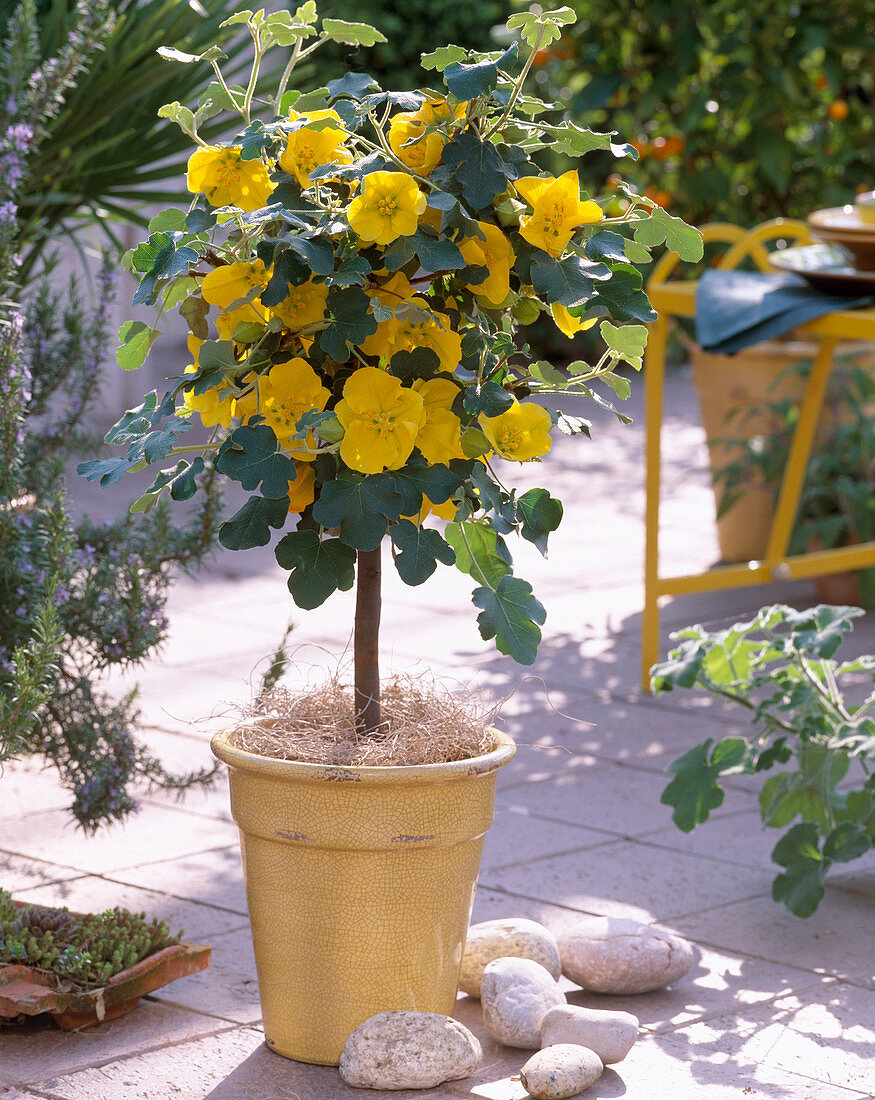 Fremontodendron (Flanellstrauch)