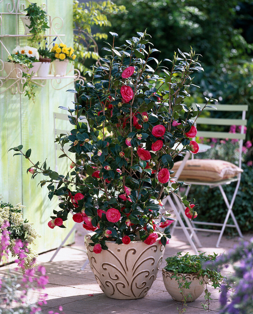 Camellia japonica (Camellia), Hedera (Ivy)