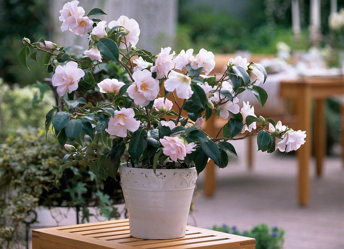 Camellia japonica 'Berenice Boddy' (camellia)