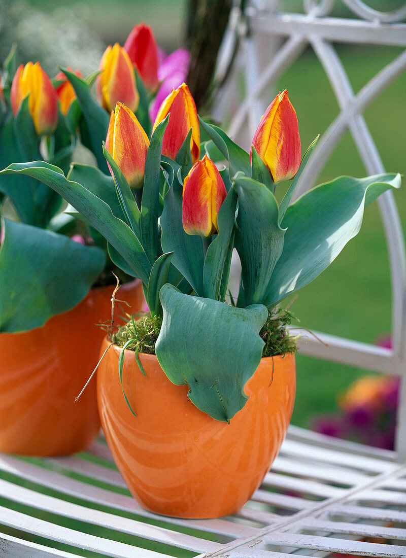 Tulipa 'Flair' (Tulpen) in orangen Töpfen, Moos