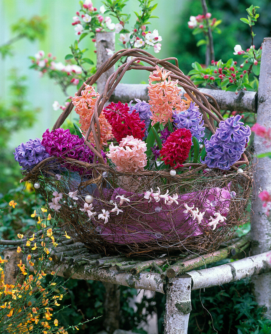 Basket with Hyacinthus 'Gipsy Queen', 'Jan Bos', 'Apricot Passion'