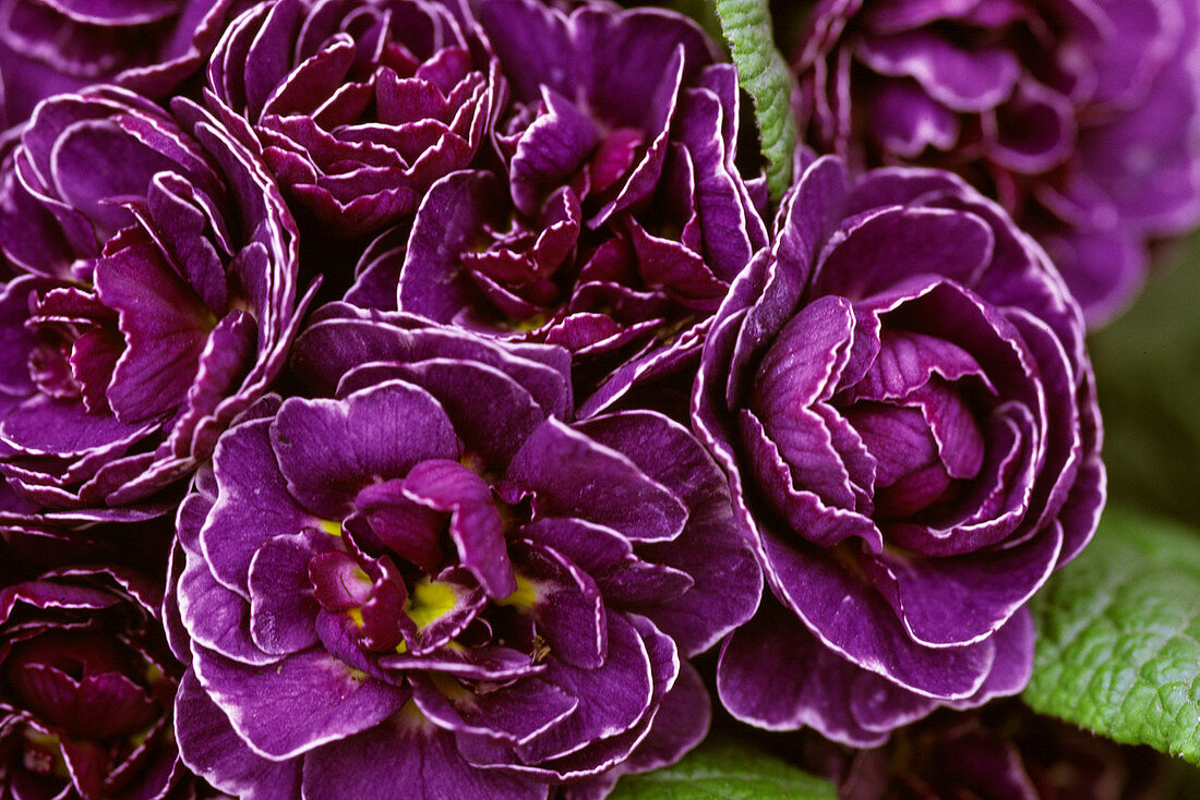 Primula acaulis / Frühlingsprimel mit gefüllten Blüten in blau mit weißem Rand