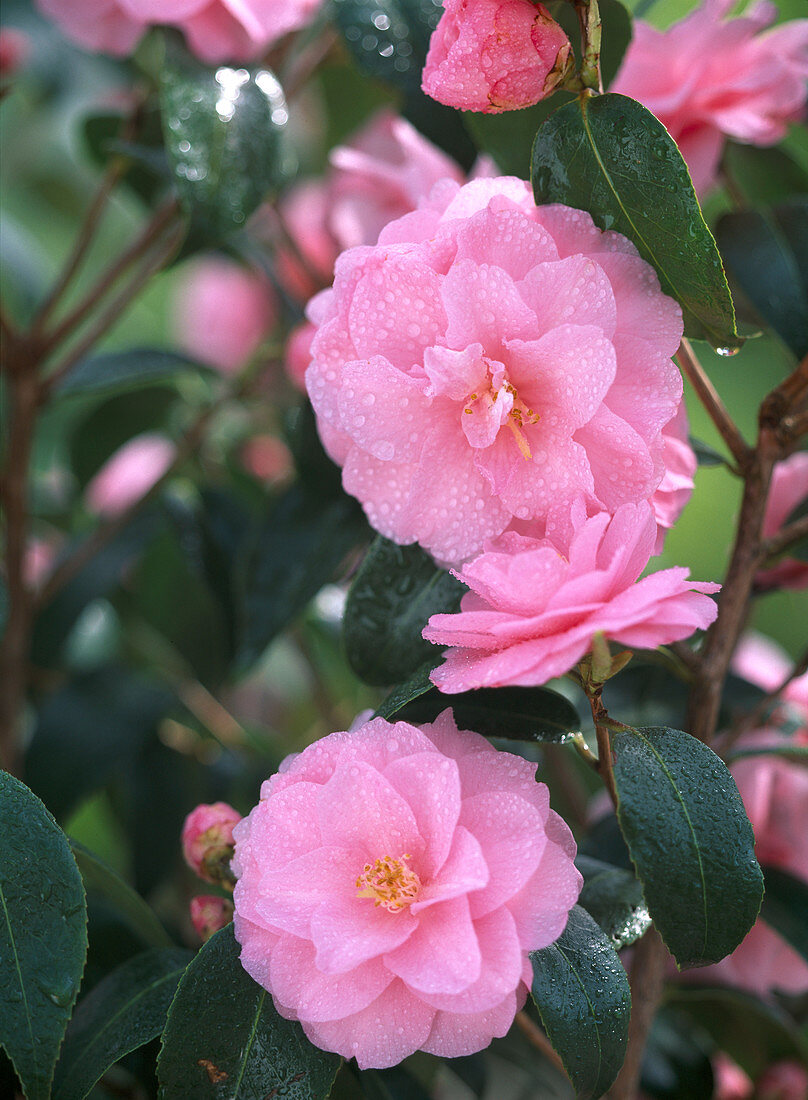 Camellia 'Spring Festival' (rosa Kamelienblüte)
