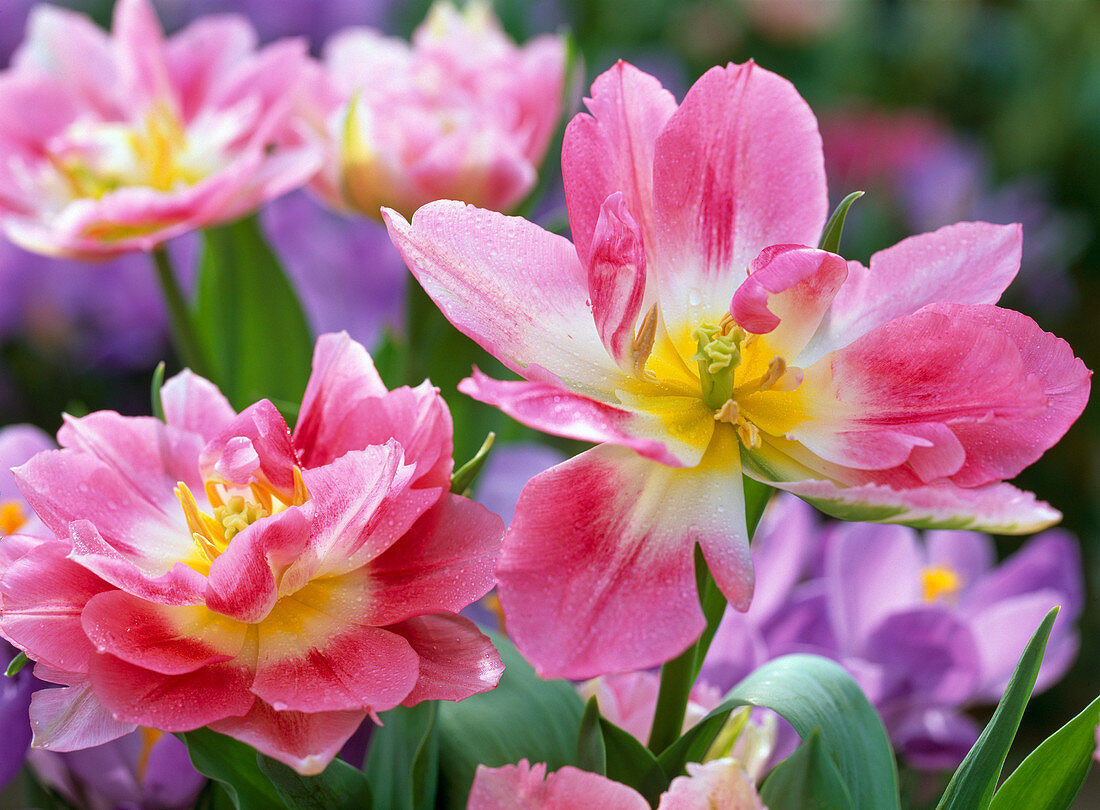 Tulipa 'Peach Blossom' (gefüllte Tulpenblüten)