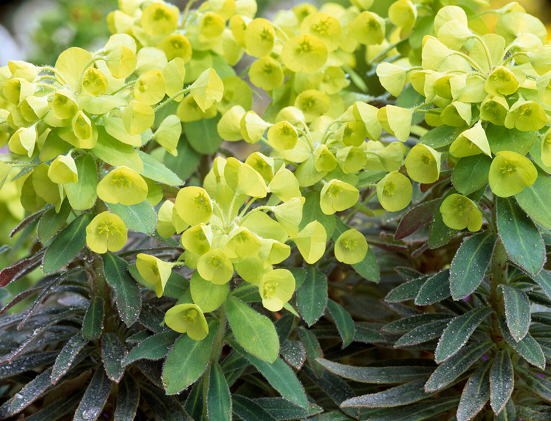 Euphorbia 'Thalia' (Wolfsmilch) Blütenstände