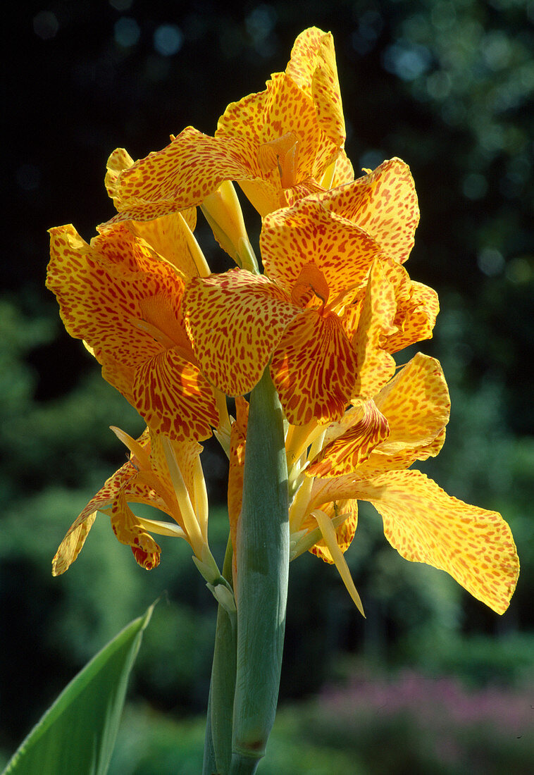 Canna indica 'En Avant', yellow with red dots