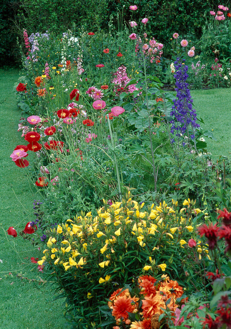 Papaver, Delphinium, Oenothera