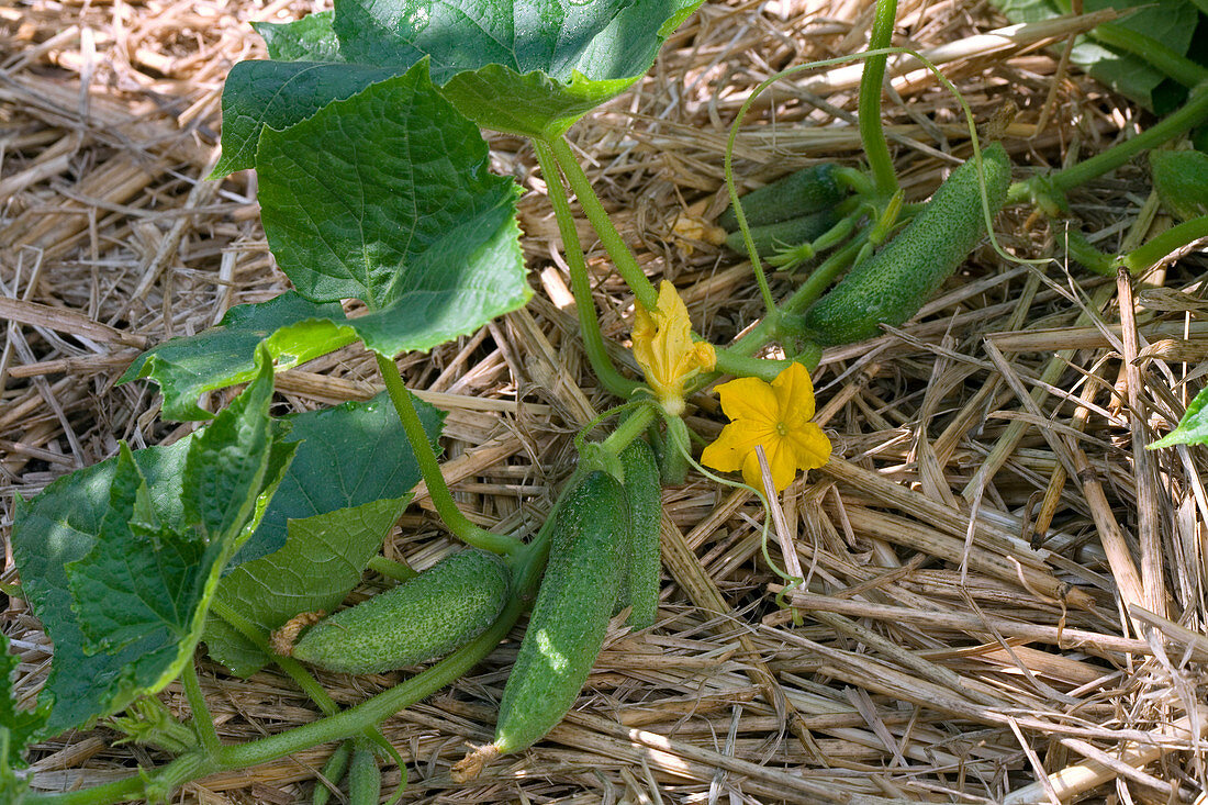 Flowering cucumber, pickled cucumber (Cucumis) on straw mulch cover