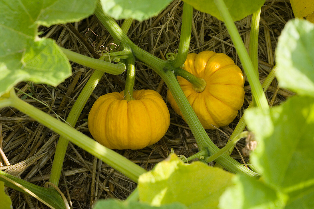 Cucurbita (Edible Pumpkin) on the tendril