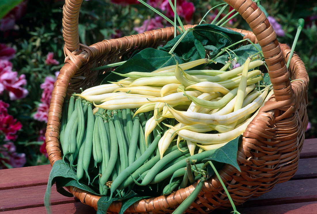 Basket of freshly picked beans (Phaseolus)