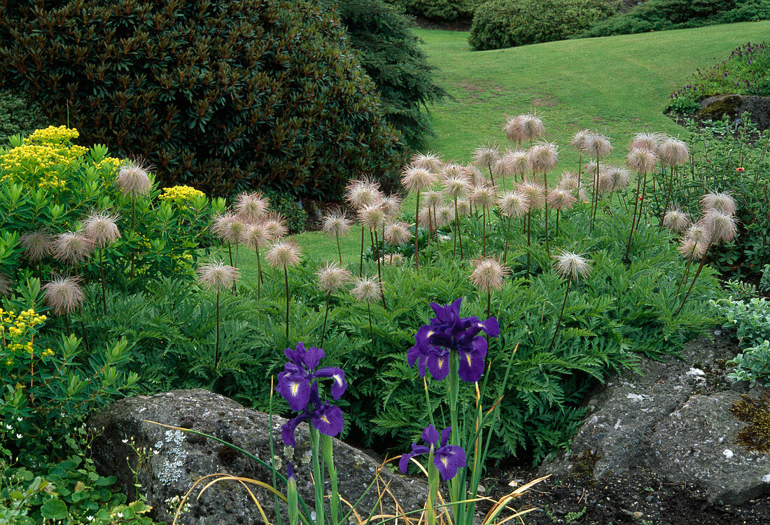 Pulsatilla alpina 'Sulfurea' and Iris hollandica